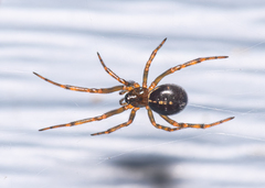 Steatoda borealis