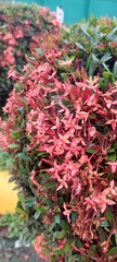 Ixora coccinea