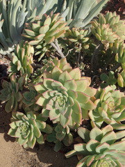 Aeonium