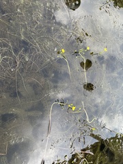 Utricularia floridana