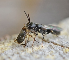 Passaloecus