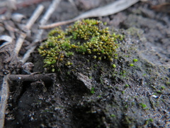 Acaulon