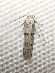 Symmocoides oxybiella