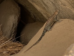 Sceloporus orcutti