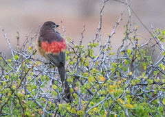 Rhodophoneus cruentus