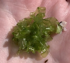 Ulva lactuca