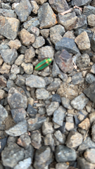 Buprestis aurulenta