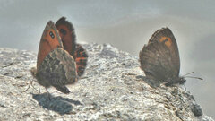 Erebia euryale
