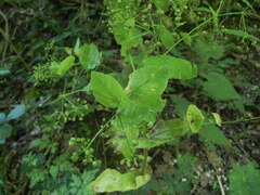 Smyrnium perfoliatum