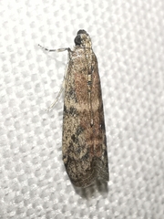 Ephestia woodiella