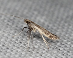 Caloptilia hypericella