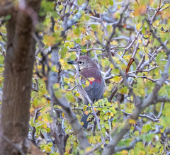Rhodophoneus cruentus