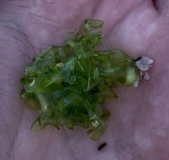 Ulva lactuca