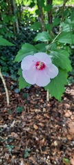 Hibiscus syriacus