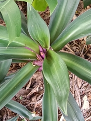 Tradescantia spathacea