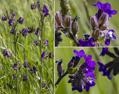 Anchusa officinalis