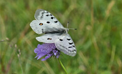 Parnassius apollo