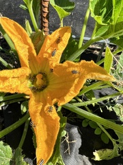 Acalymma trivittatum