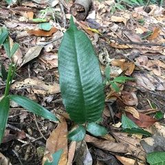 Grypothrix triphylla