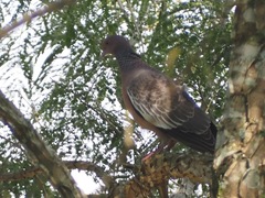 Patagioenas picazuro