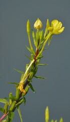 Oenothera indecora