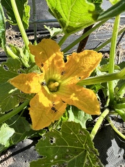 Acalymma trivittatum