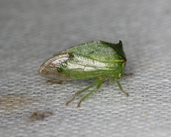 Hadrophallus bubalus