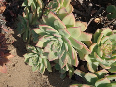 Aeonium