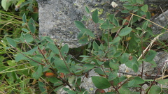 Cotoneaster integerrimus