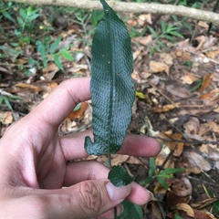 Grypothrix triphylla