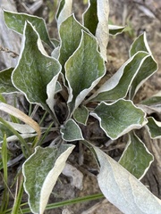 Antennaria parlinii