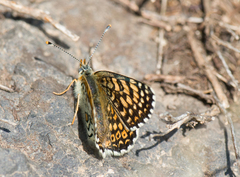 Melitaea