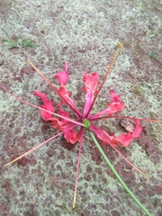 Gloriosa superba