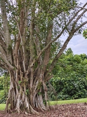 Ficus benjamina
