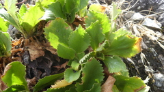 Primula hirsuta