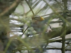 Regulus ignicapilla ignicapilla