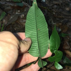 Grypothrix triphylla