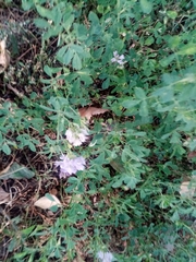 Medicago sativa