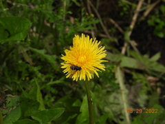 Sericomyia chalcopyga