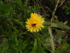 Sericomyia chalcopyga