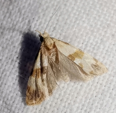 Phalonidia contractana