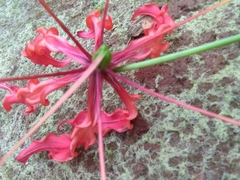 Gloriosa superba