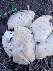 Agaricus bitorquis