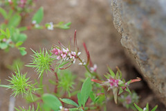 Polygonum polygaloides kelloggii