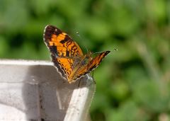 Phyciodes cocyta
