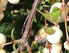 Symphoricarpos rotundifolius