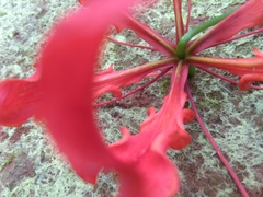 Gloriosa superba