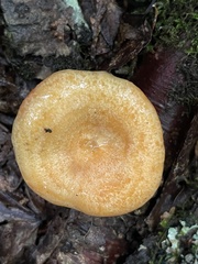 Lactarius thyinos