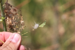 Hyphantria cunea