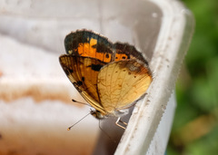 Phyciodes cocyta